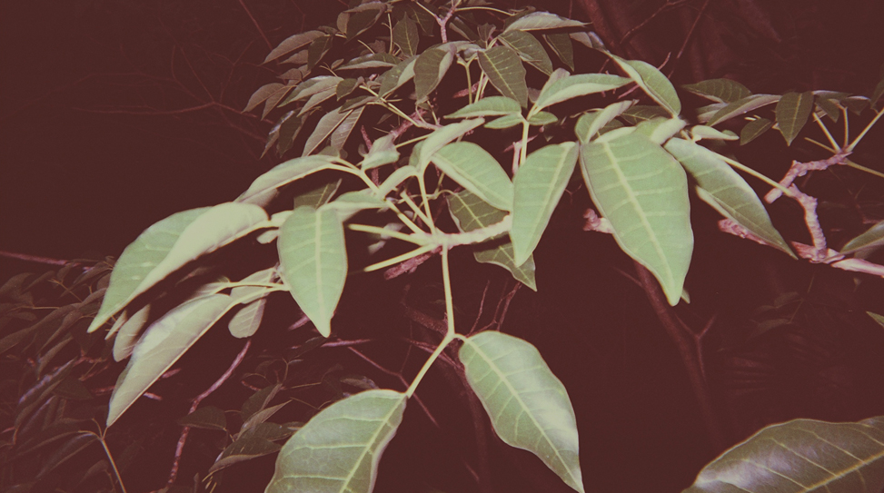 21-exposures-the-golden-filter thumbnail