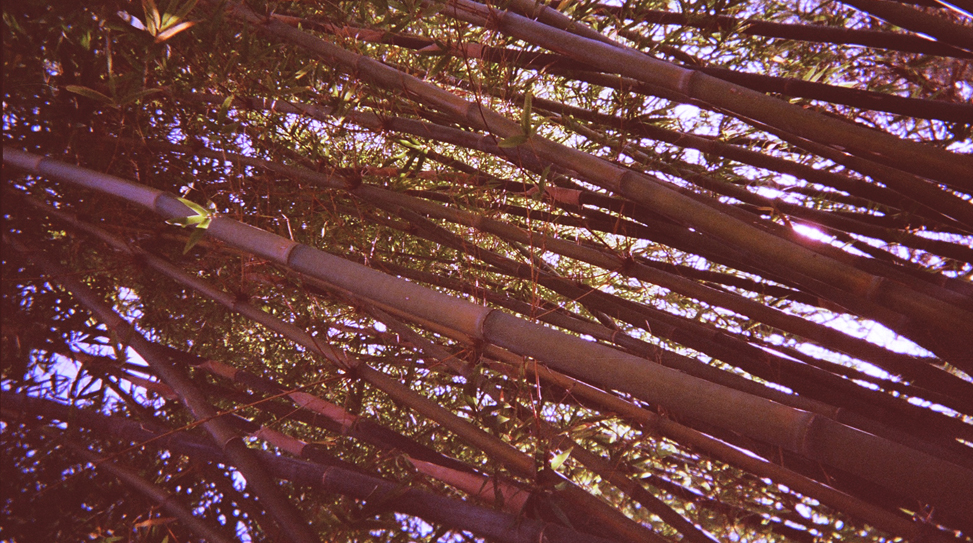 21-exposures-the-golden-filter thumbnail