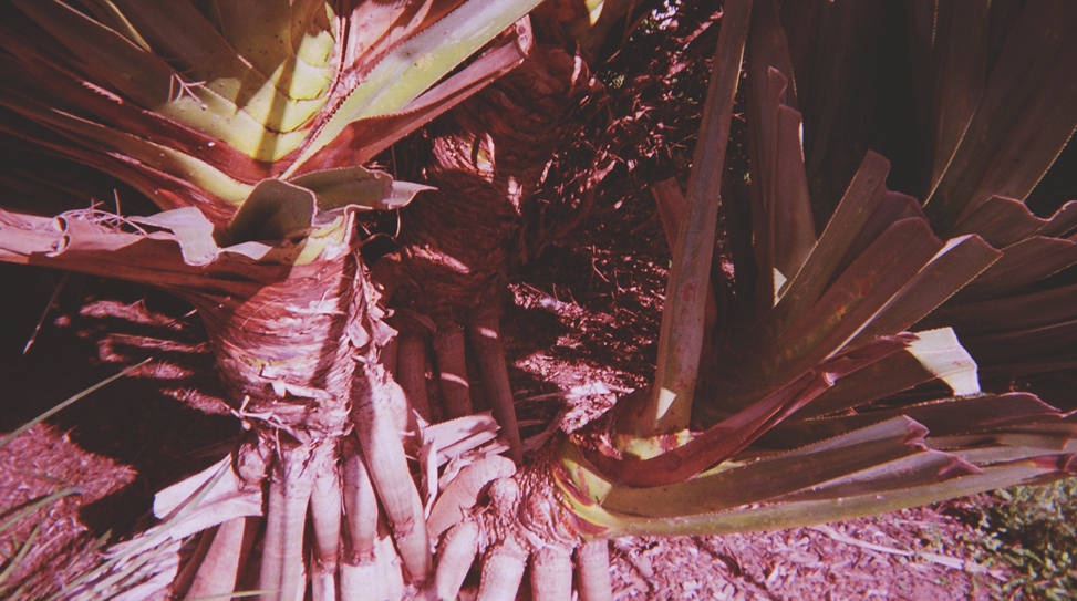 21-exposures-the-golden-filter thumbnail