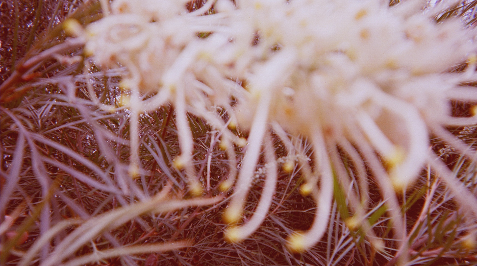 21-exposures-the-golden-filter thumbnail